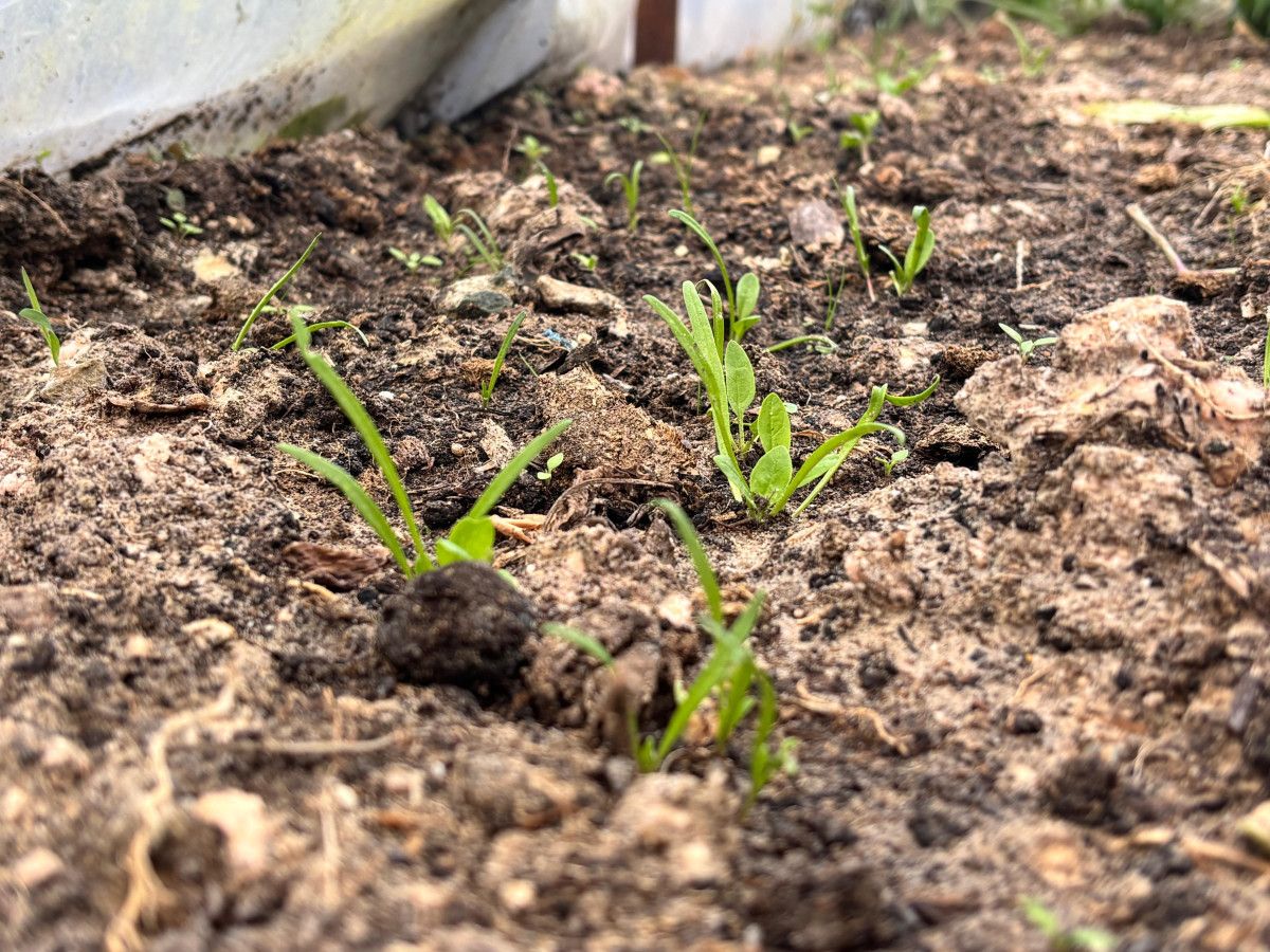 Ata Tohumuyla Doğa Dostu Üretim: Fatih Çolak’ın Hikayesi ve Yayılımı