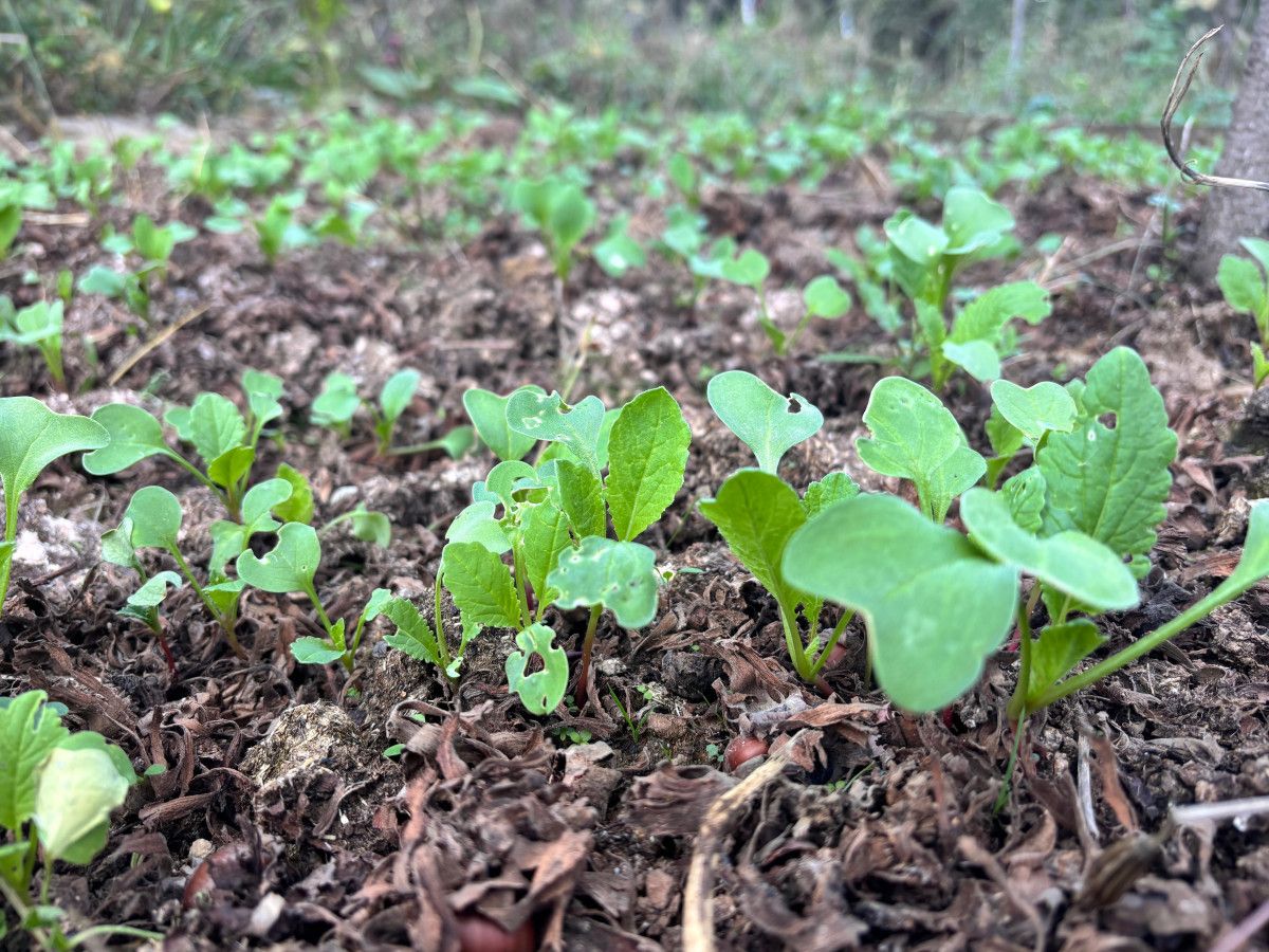 Ata Tohumuyla Doğa Dostu Üretim: Fatih Çolak’ın Hikayesi ve Yayılımı