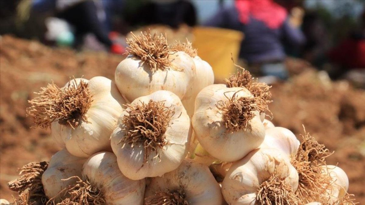 Sarımsak Kabuğunu Değerlendirin: Doğal Etkiler ve Sağlık Faydaları