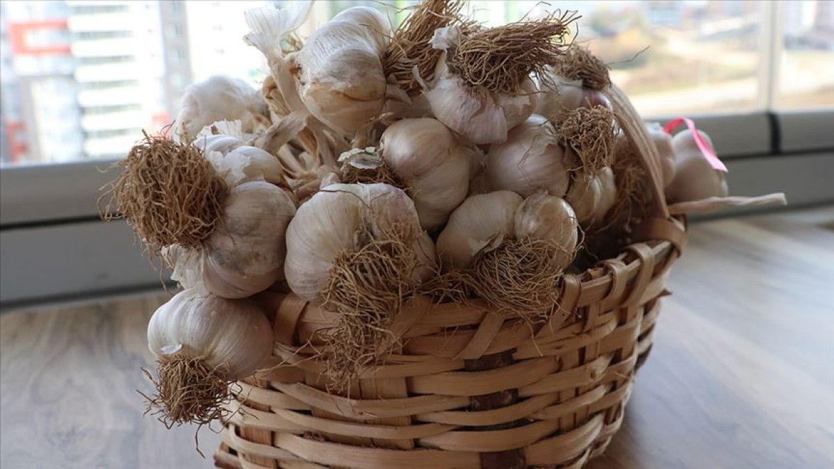 Sarımsak Kabuğunu Değerlendirin: Doğal Etkiler ve Sağlık Faydaları