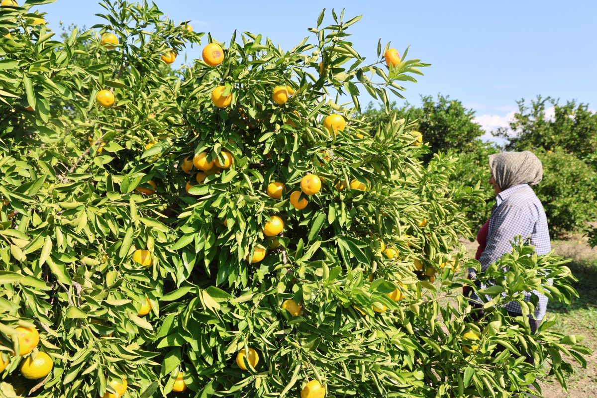 Çukurova’da Mandalina Hasadı: Düşen Fiyatlar ve Direnen Üretici