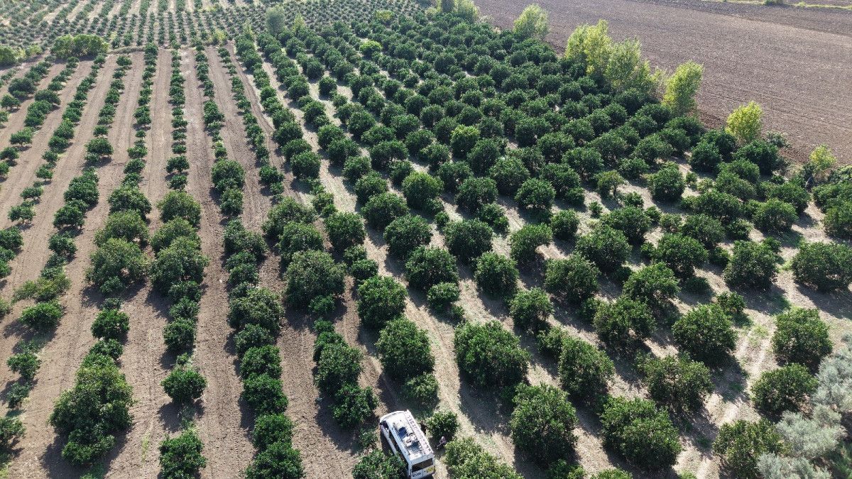 Çukurova’da Mandalina Hasadı: Düşen Fiyatlar ve Direnen Üretici