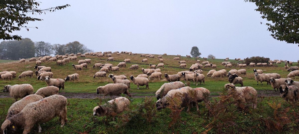 Bayıralan’da Yaşamanın Zorluğu ve Sevgiyle Yürünen Yayla Yolculuğu