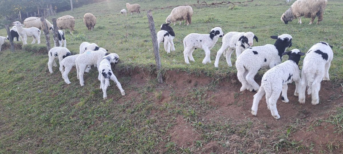 Bayıralan’da Yaşamanın Zorluğu ve Sevgiyle Yürünen Yayla Yolculuğu