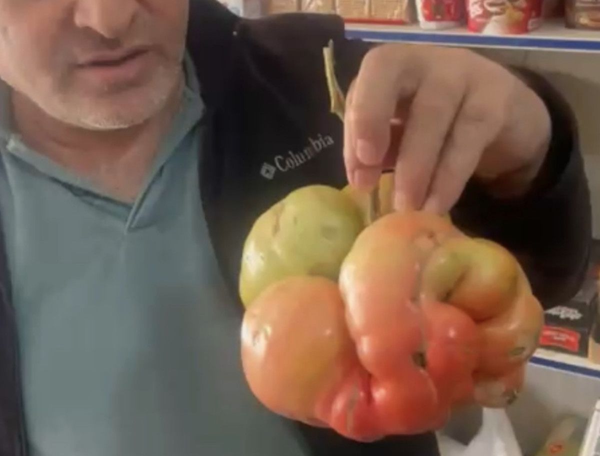 Mazıdağı’nda Dev Domates Şoku: 1 Kilo 400 Gramm Ağırlığında Yeni Ürünler