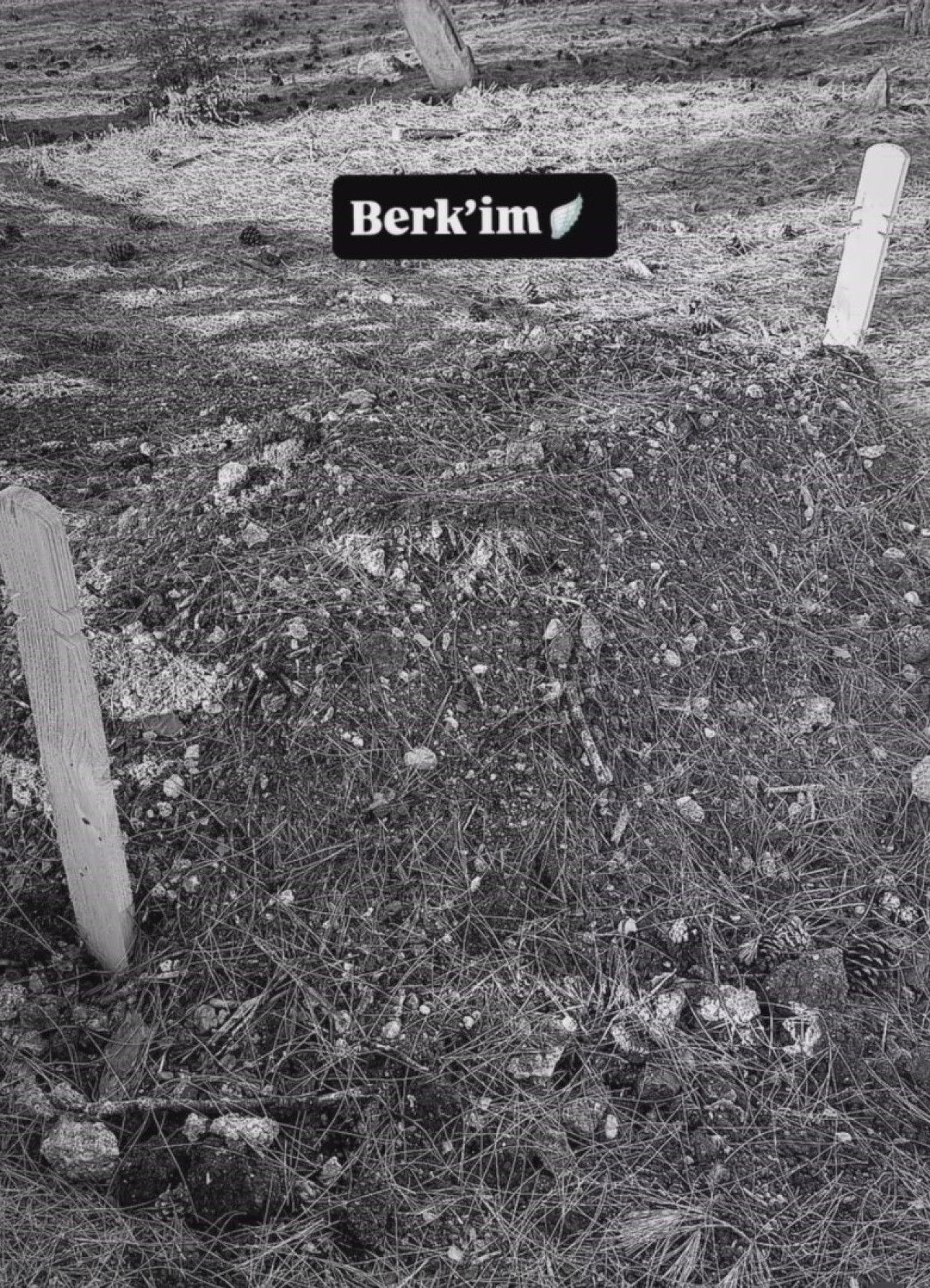 68fe1937ea8ad864__w1200xh1662.jpg