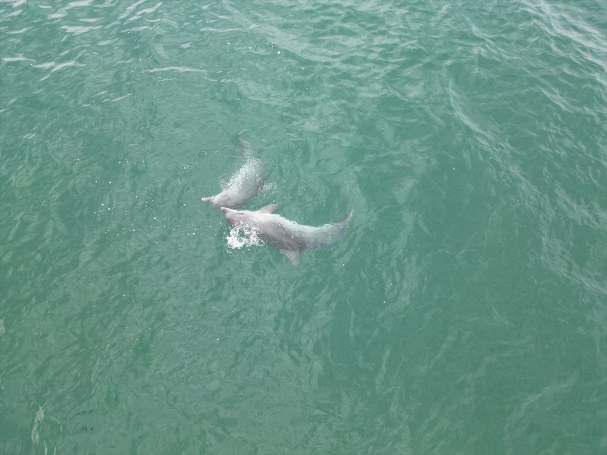 Akçakoca Açıklarında Drone ile Görüntülenen Yunuslar: Karadeniz'in Sürprizi
