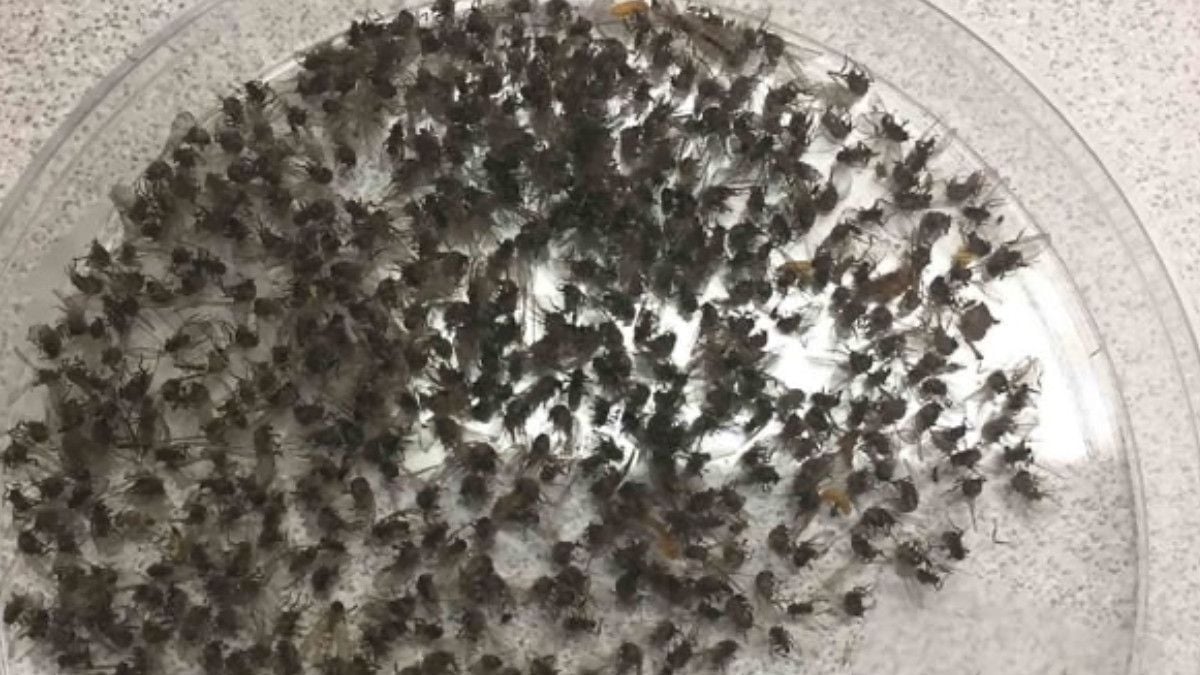 Doğal Sineklik Çözümü: Tarçın ve Kırmızı Biberle Evde Sineklere Karşı Etkili ve Toksin İçermeyen Yöntem