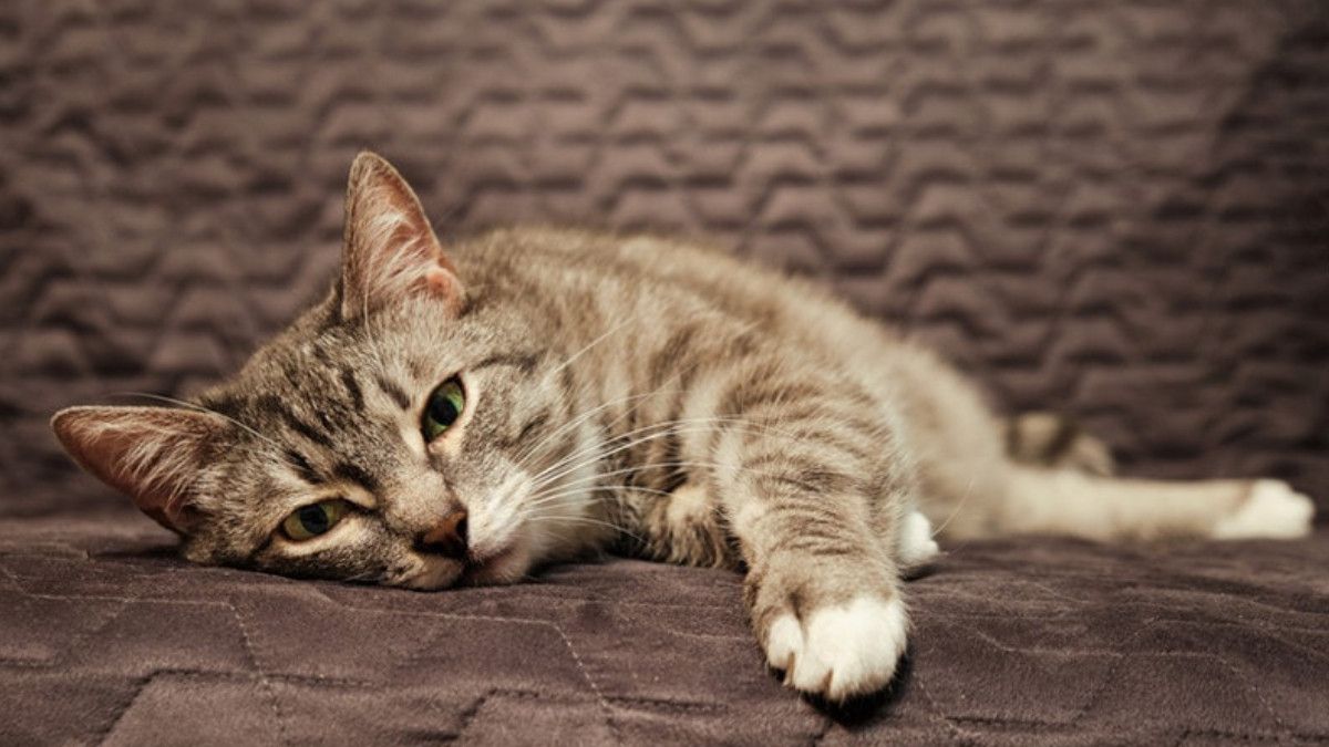 Kedinizi Neden Sizden Ayrılmaz Bir Takipte Tutarsınız: Sevgi, Merak ve Güvence