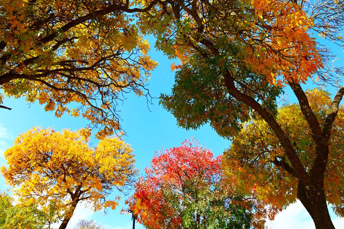 Harput Mahallesi: Sonbaharın Altın Tonlarıyla Büyüleyen 4 Bin Yıllık Tarih
