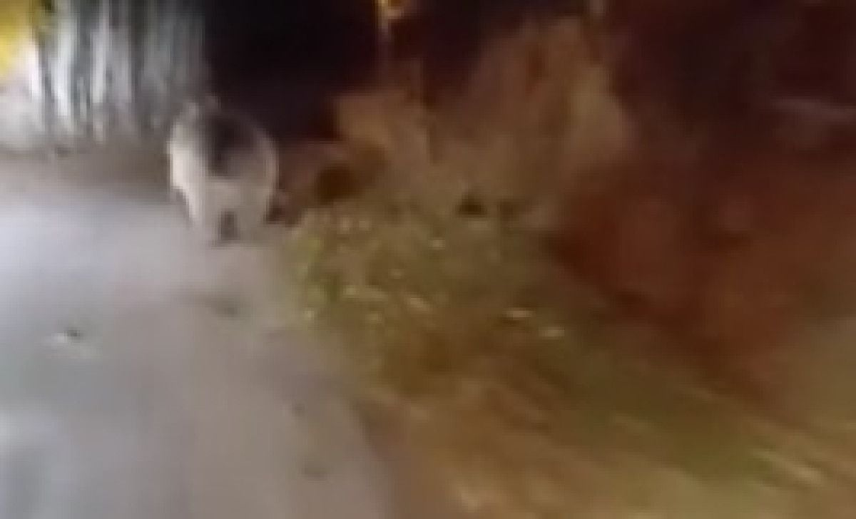 Şarköy'de Ayıyla Karşılaşan Sürücü: 'Koca Oğlan' Diye Seslendi