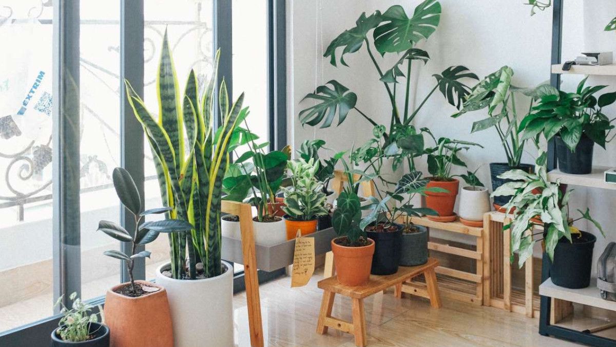 Kış Tasarrufu: Ev Bitkileriyle Isı Kaybını Azaltmanın Yolları