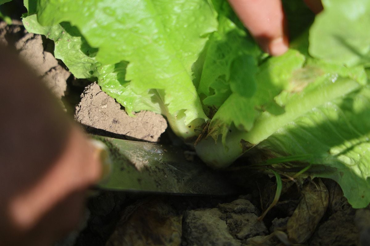 Hatay’da Marul Hasadı Erken Başladı: Yağmur Sonrası Ürünler Mahalleye Uluverişli Satışa Hazır