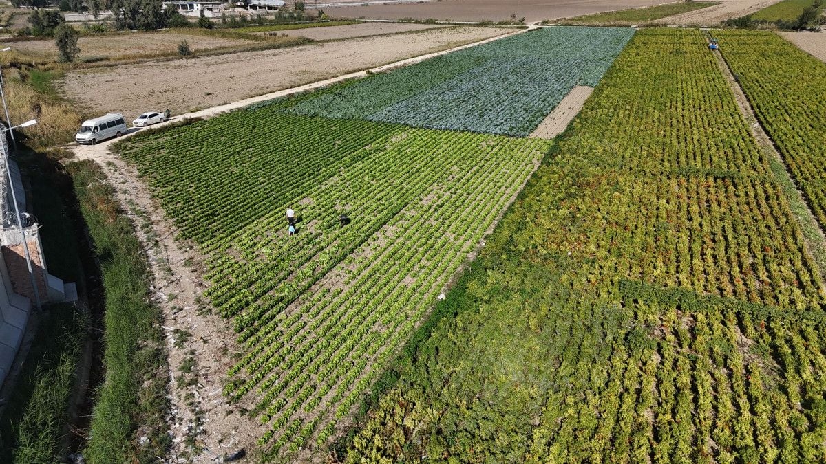 Hatay’da Marul Hasadı Erken Başladı: Yağmur Sonrası Ürünler Mahalleye Uluverişli Satışa Hazır