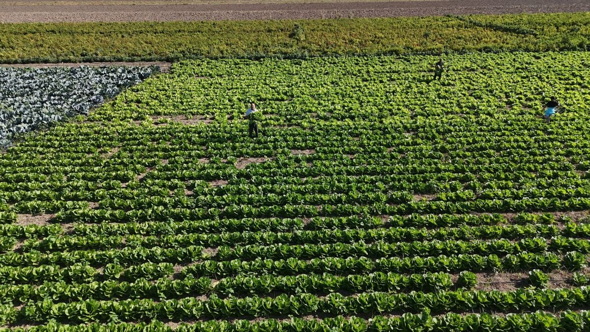 Hatay’da Marul Hasadı Erken Başladı: Yağmur Sonrası Ürünler Mahalleye Uluverişli Satışa Hazır