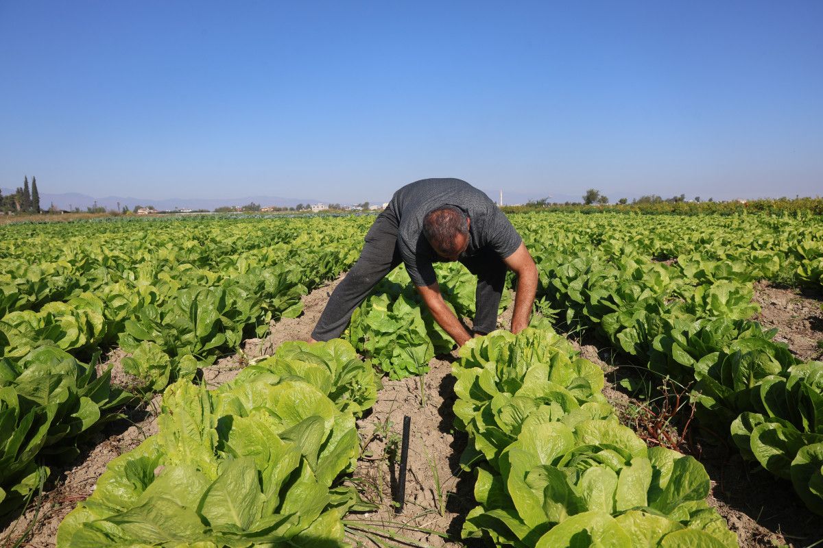 Hatay’da Marul Hasadı Erken Başladı: Yağmur Sonrası Ürünler Mahalleye Uluverişli Satışa Hazır