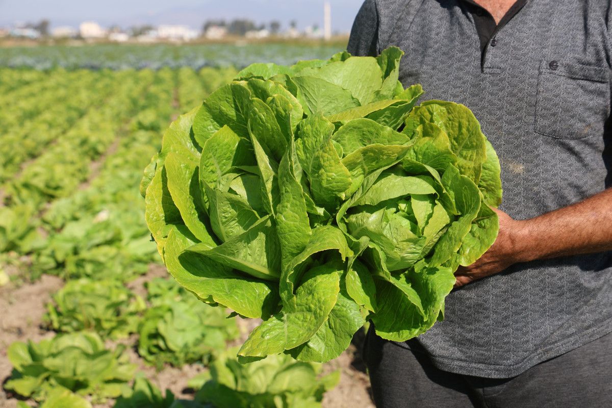 Hatay’da Marul Hasadı Erken Başladı: Yağmur Sonrası Ürünler Mahalleye Uluverişli Satışa Hazır