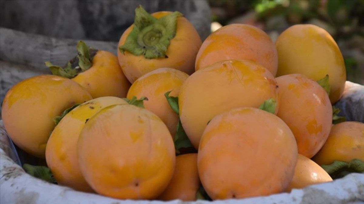 Geleneksel Cennet Hurması: Faydaları ve Dikkat Edilmesi Gerekenler