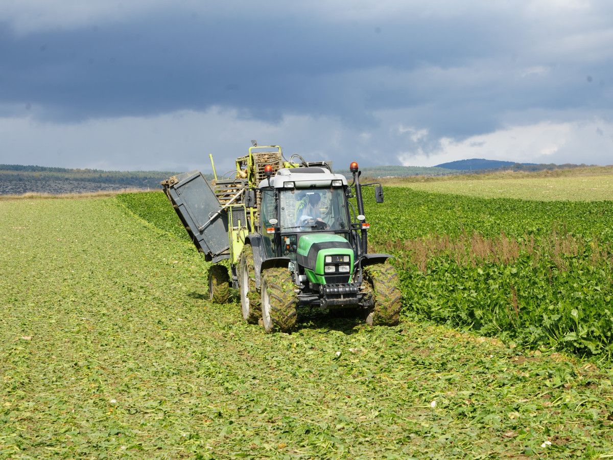 Kastamonu’da Şeker Pancarı Hasadında Umut Veren Verim ve Yatırımlar