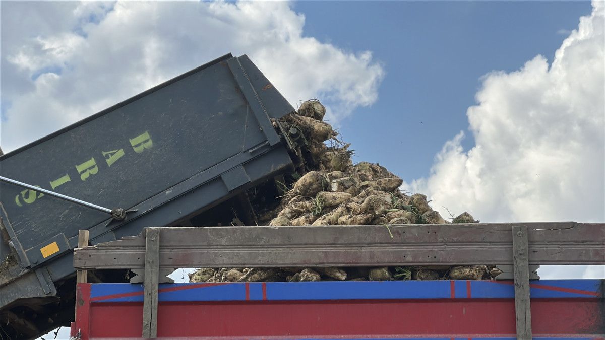 Kastamonu’da Şeker Pancarı Hasadında Umut Veren Verim ve Yatırımlar
