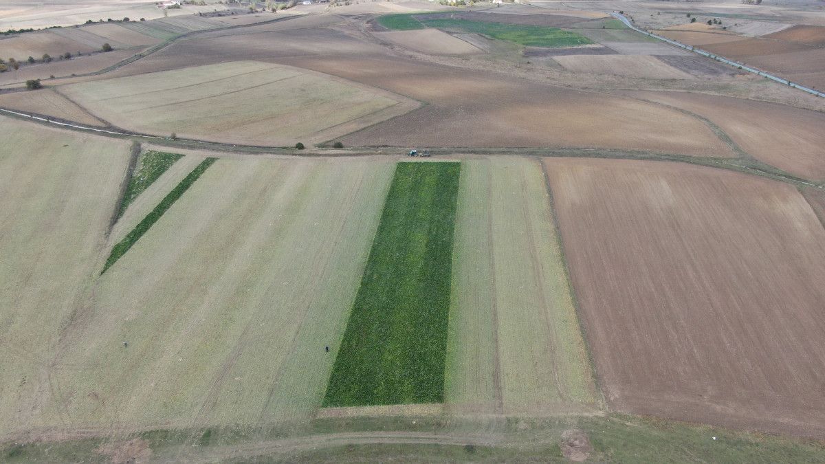 Kastamonu’da Şeker Pancarı Hasadında Umut Veren Verim ve Yatırımlar