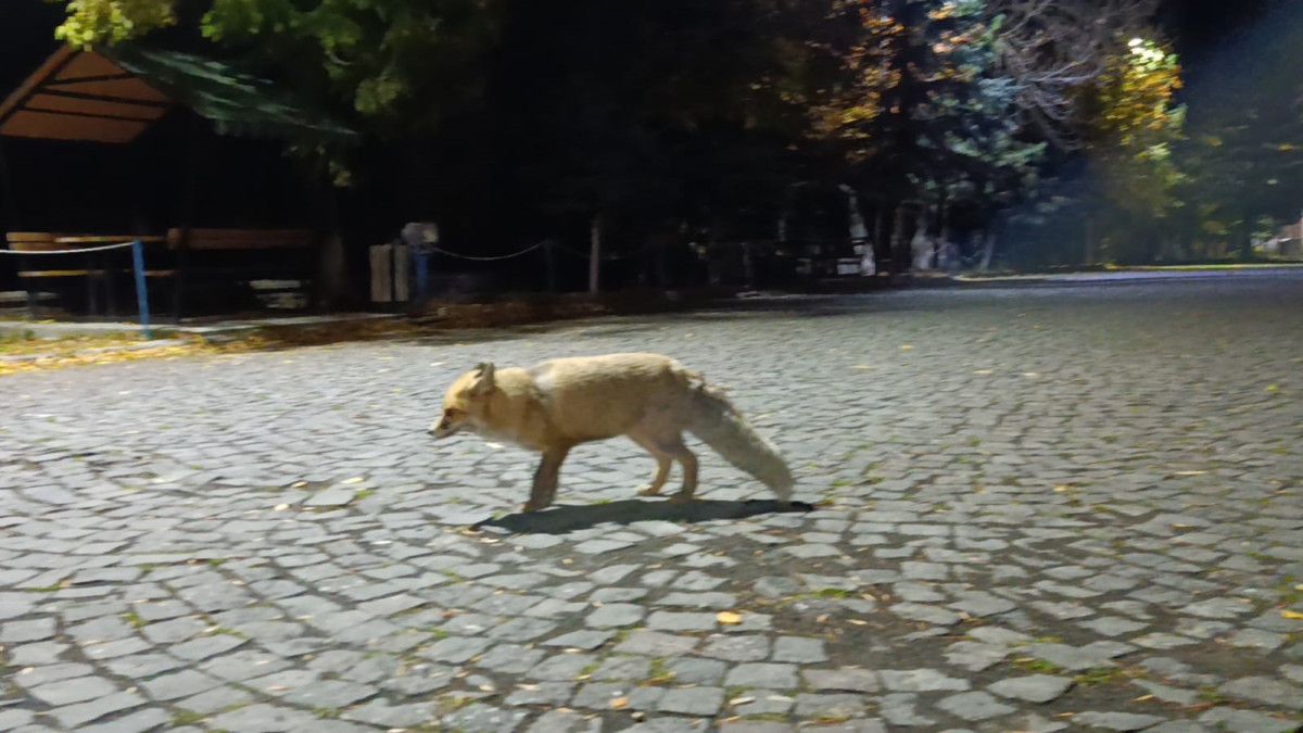 Kars’ta Tilkiyle Karşılaşma: İnsan ve Doğanın Kısa Bir Diyaloğu