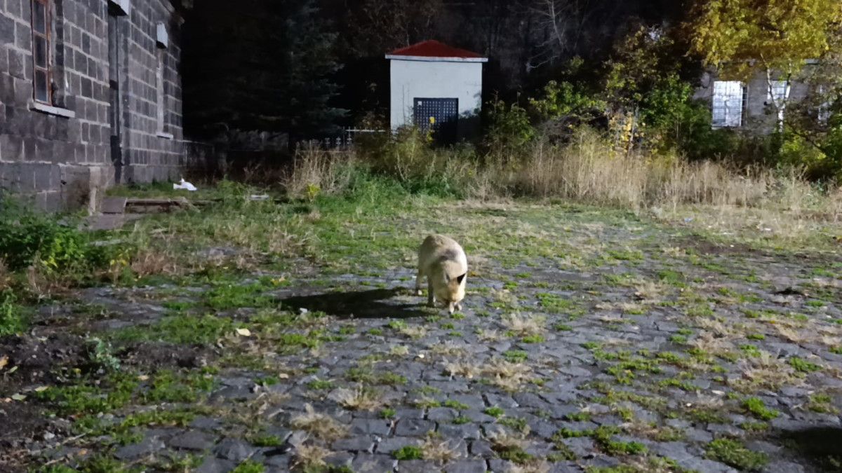 Kars’ta Tilkiyle Karşılaşma: İnsan ve Doğanın Kısa Bir Diyaloğu