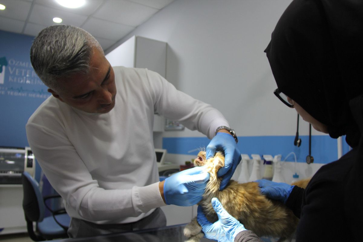 Kasım’ın FIVle Hayat Mücadelesi: Sokakta Bulunan Kediye Yansıyan Uyarılar