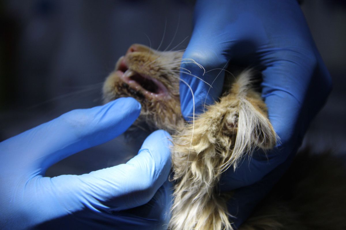 Kasım’ın FIVle Hayat Mücadelesi: Sokakta Bulunan Kediye Yansıyan Uyarılar