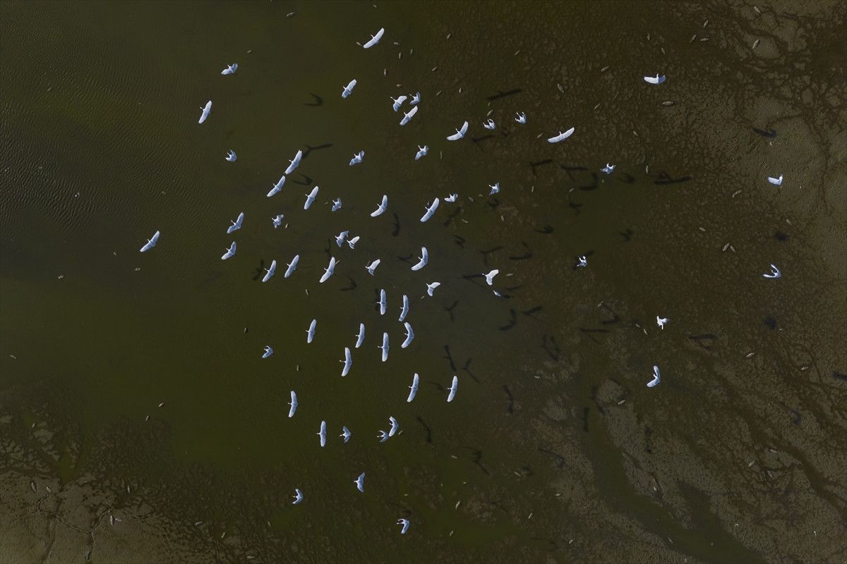 Belevi Gölü’nde Kuraklık Etkileri: Balık Ölümleri ve Ekosistem Kaybı