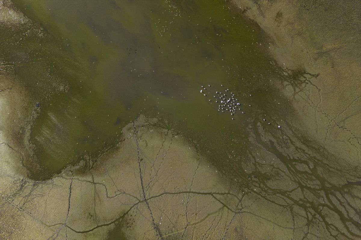 Belevi Gölü’nde Kuraklık Etkileri: Balık Ölümleri ve Ekosistem Kaybı