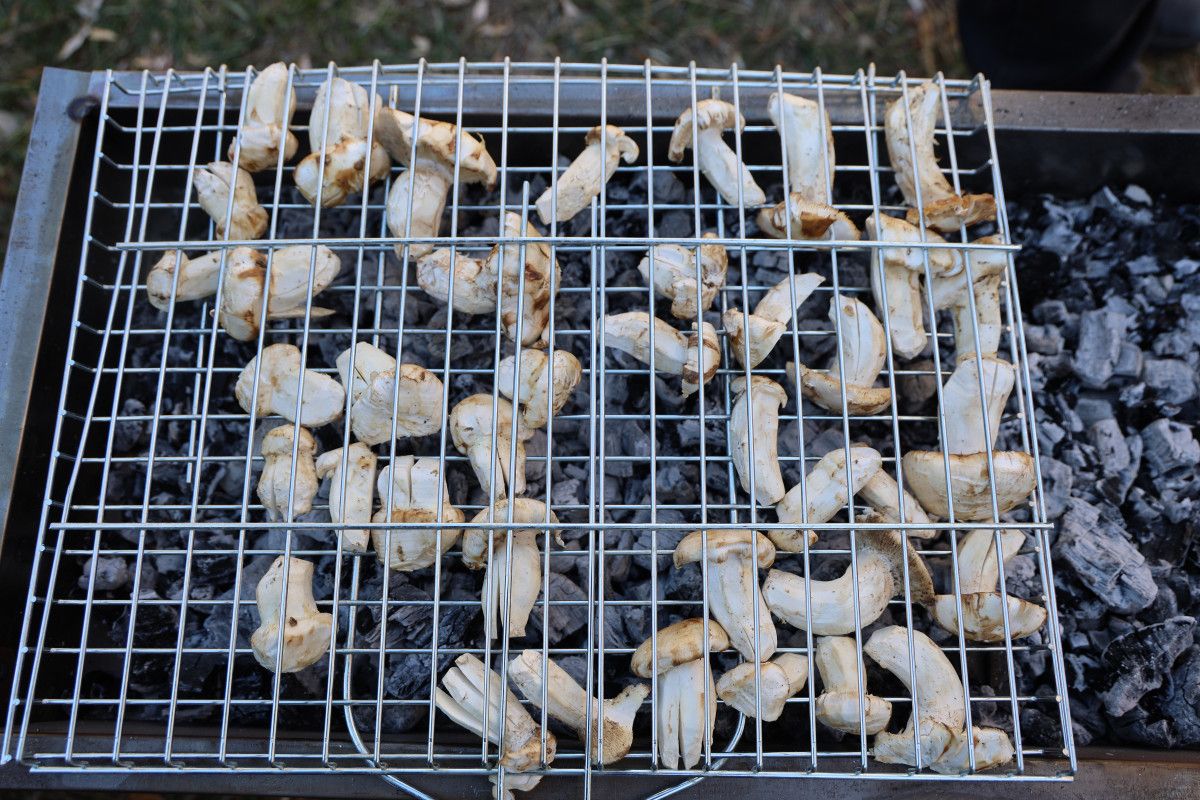 Sedır Mantarıyla Bölge Ekonomisinde Sürükleyici Bir Dönüşüm: Japonyaya Uzanan Yol