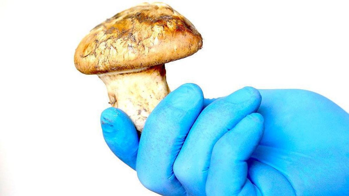 Sedır Mantarıyla Bölge Ekonomisinde Sürükleyici Bir Dönüşüm: Japonyaya Uzanan Yol