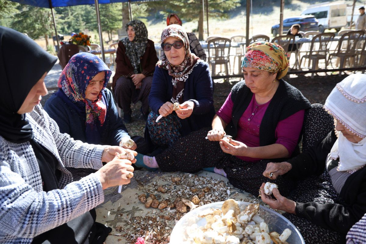Sedır Mantarıyla Bölge Ekonomisinde Sürükleyici Bir Dönüşüm: Japonyaya Uzanan Yol