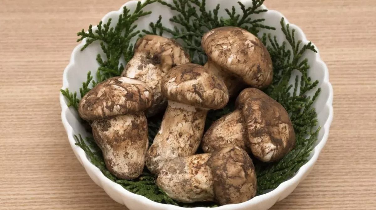 Sedır Mantarıyla Bölge Ekonomisinde Sürükleyici Bir Dönüşüm: Japonyaya Uzanan Yol