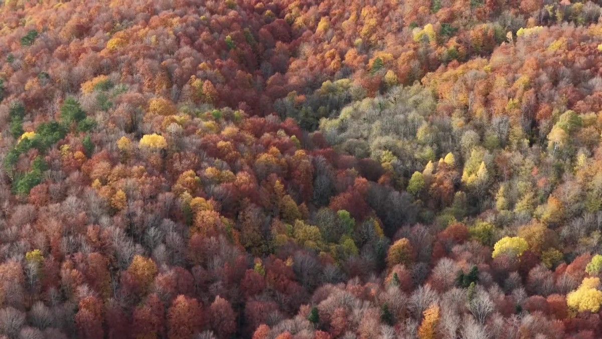 Sonbahar Manzarası: Mengen’in Yükseklerinde Renk Cümbüşü ve Drone Görüntüleri