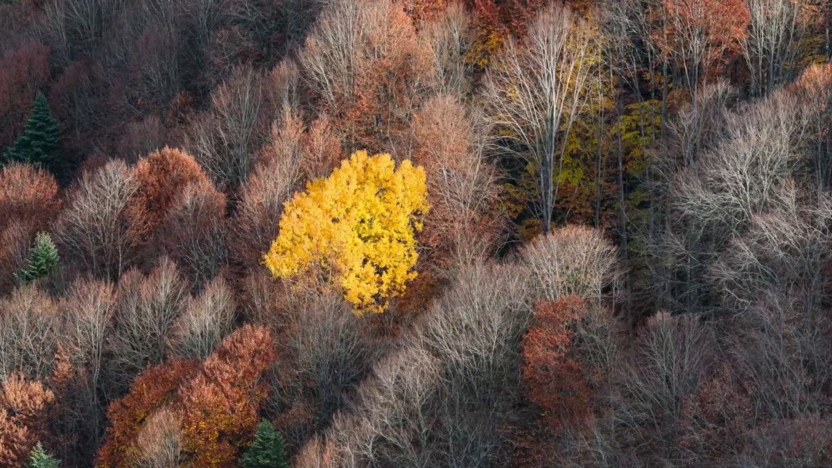 Sonbahar Manzarası: Mengen’in Yükseklerinde Renk Cümbüşü ve Drone Görüntüleri