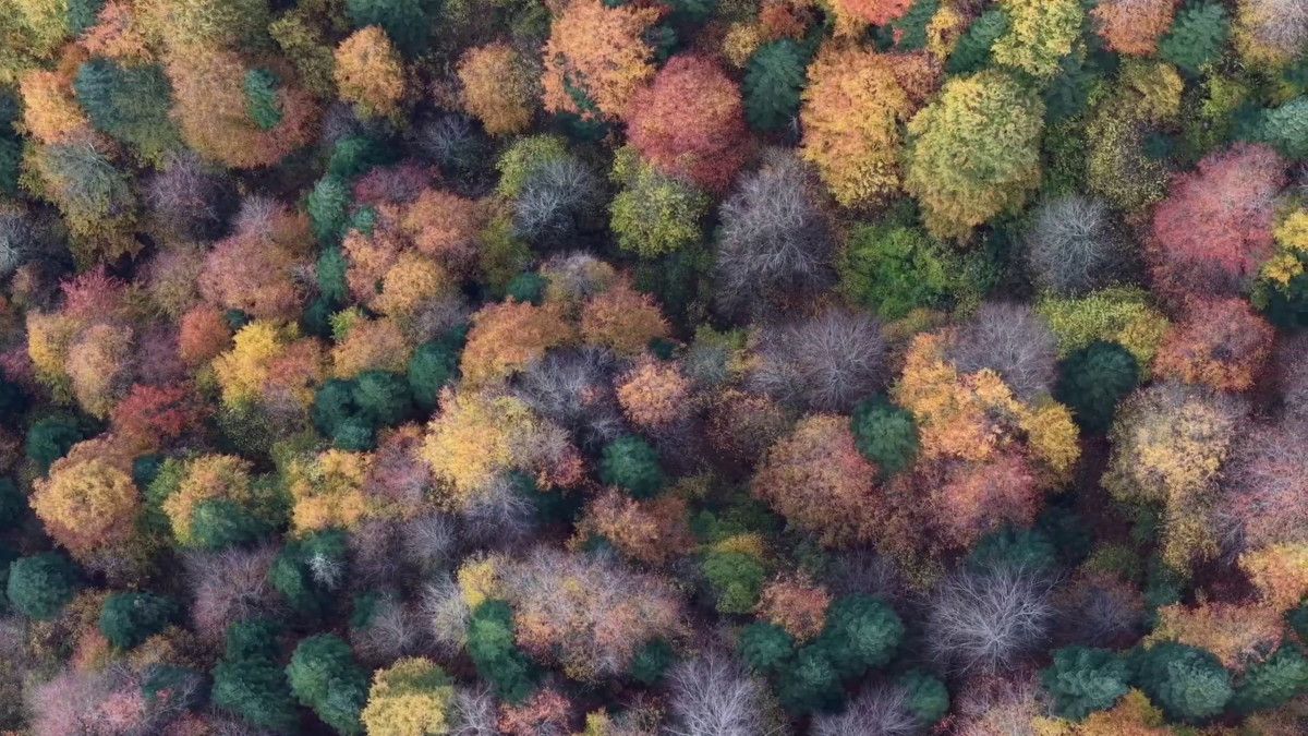 Sonbahar Manzarası: Mengen’in Yükseklerinde Renk Cümbüşü ve Drone Görüntüleri