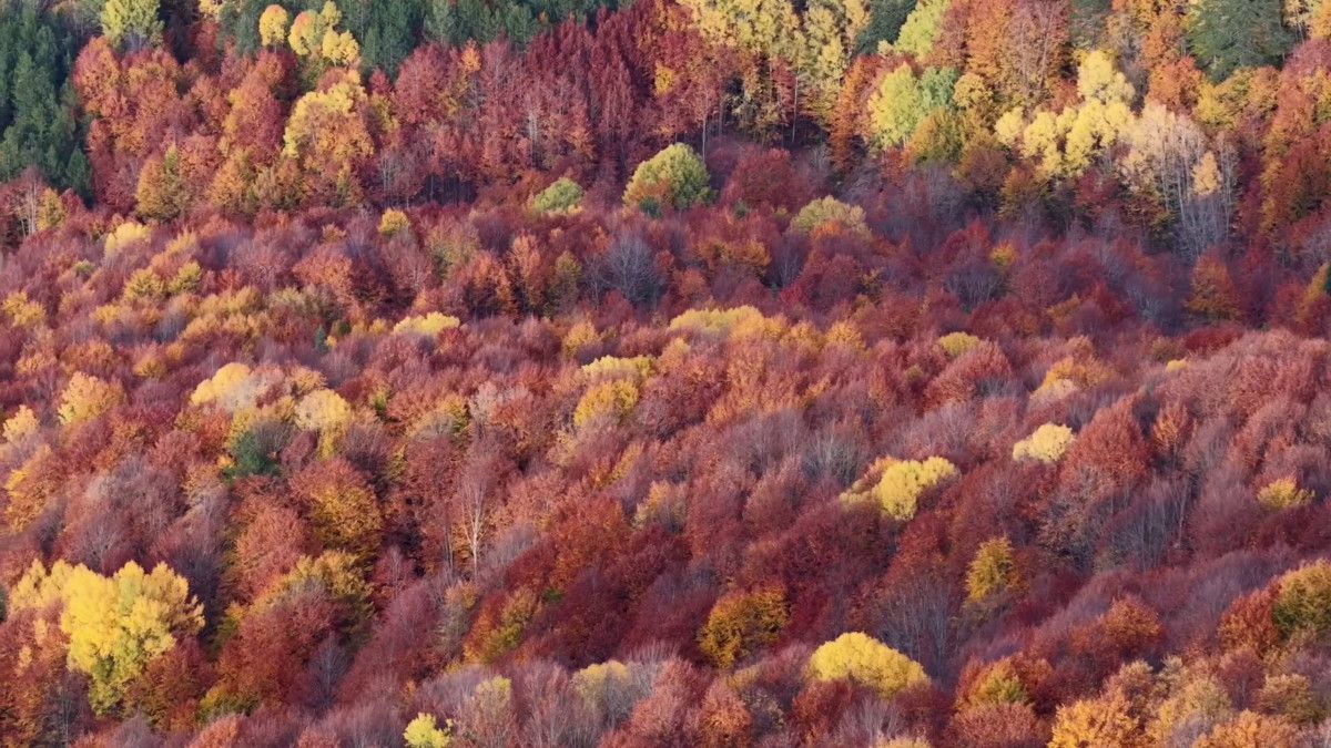 Sonbahar Manzarası: Mengen’in Yükseklerinde Renk Cümbüşü ve Drone Görüntüleri