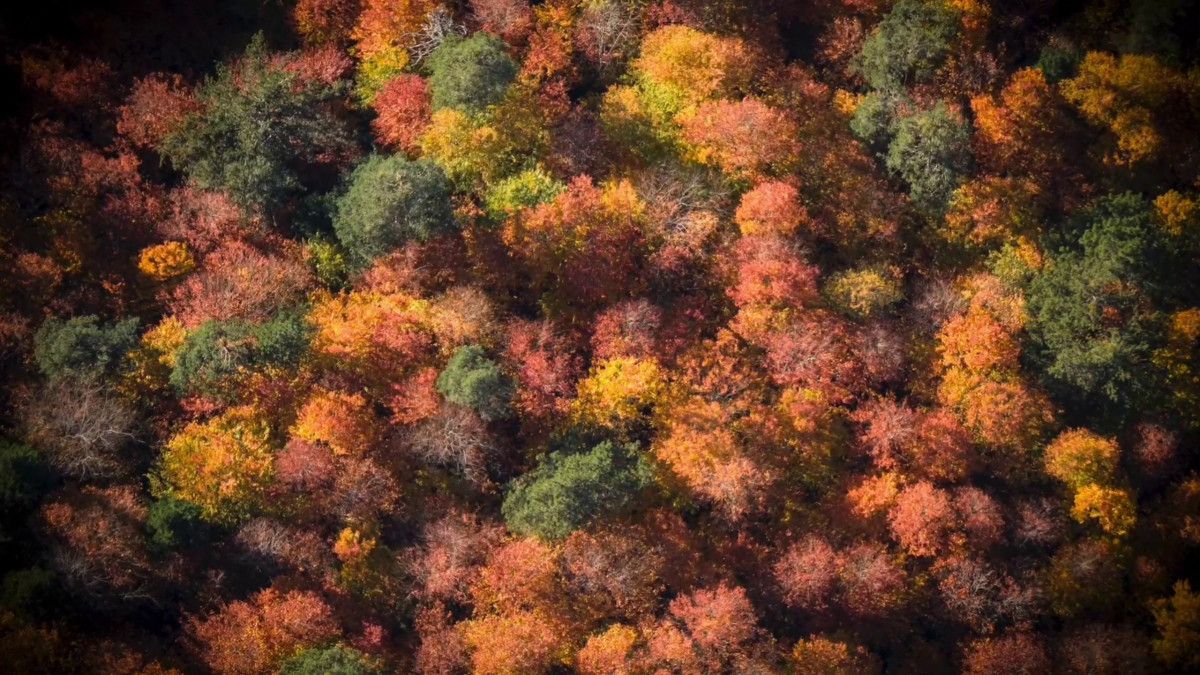 Sonbahar Manzarası: Mengen’in Yükseklerinde Renk Cümbüşü ve Drone Görüntüleri