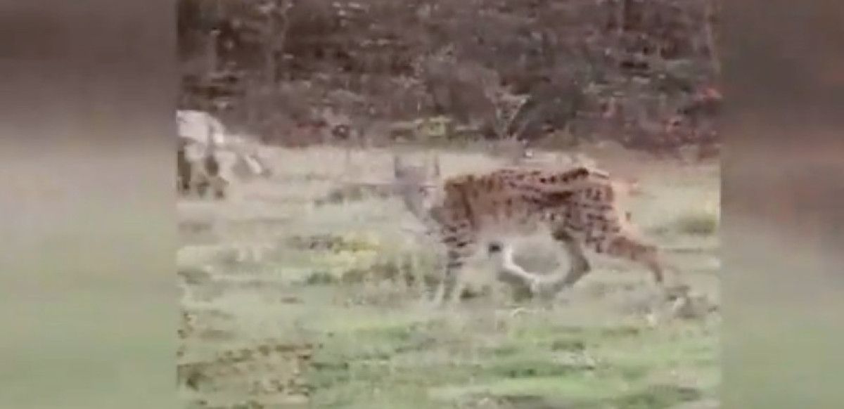 Vaşak Görüntüleri: Ovacık'ta Tehlike Altındaki Yaban Hayvanı Cep Telefonuyla Kaydedildi