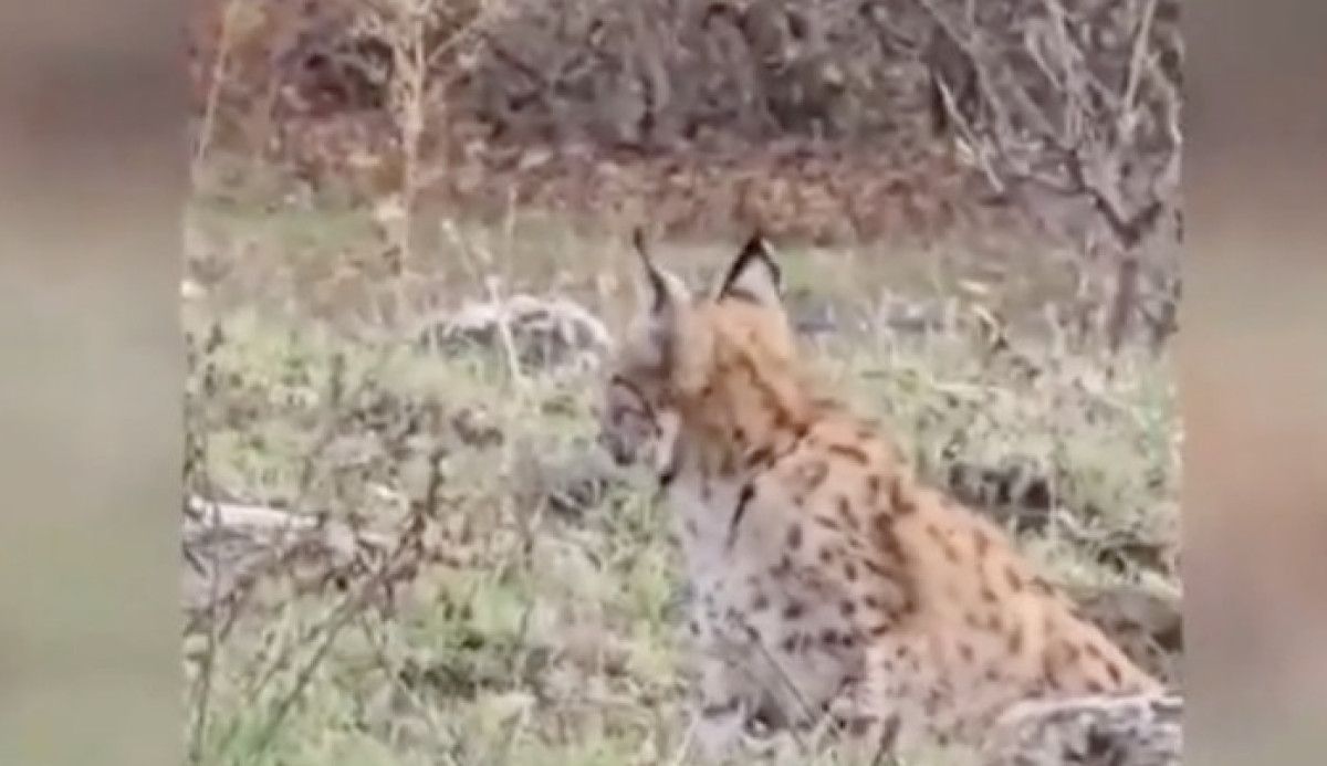 Vaşak Görüntüleri: Ovacık'ta Tehlike Altındaki Yaban Hayvanı Cep Telefonuyla Kaydedildi