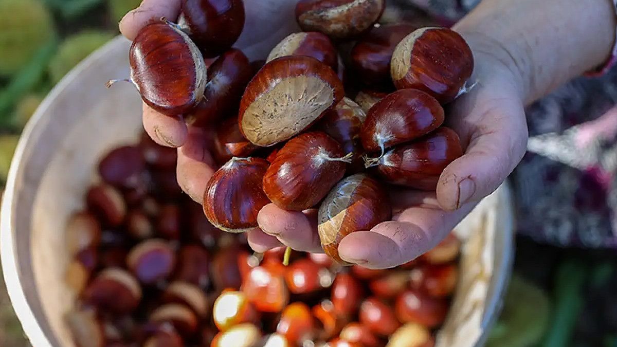 Dolaplarınızın Kokusunu Değiştiren Kestane Yöntemi: Doğal ve Etkili Bir Çözüm