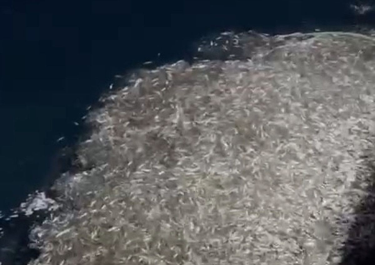 Denizlere Saygı: Balıkçı Gönüllü Geri Bırakım Hareketi ve Sürdürülebilirlik