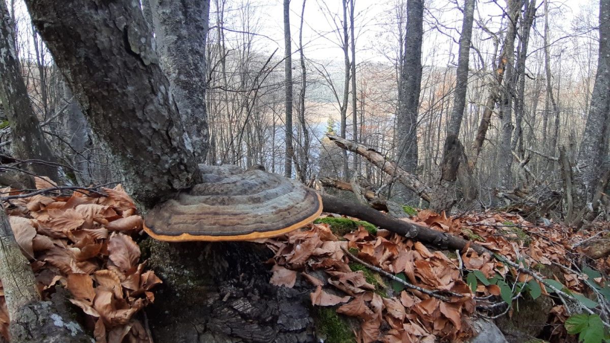 Abant Gölü: Sonbaharın Renkleriyle Dolup Taşan Doğa Şöleni