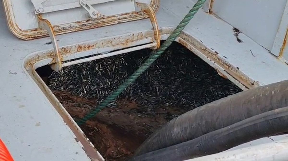 Araklı açıklarında Hamsi Bolluğu: Tonlarca Balık Sahile Yaklaşıyor