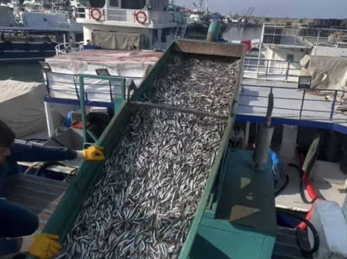 Araklı açıklarında Hamsi Bolluğu: Tonlarca Balık Sahile Yaklaşıyor