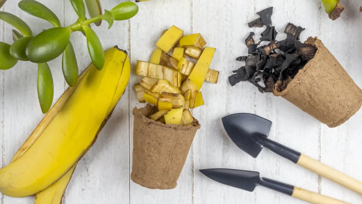 Gübre Kaplarında Muz: Bahçenize Doğal Destek İçin Pratik Bir Yol