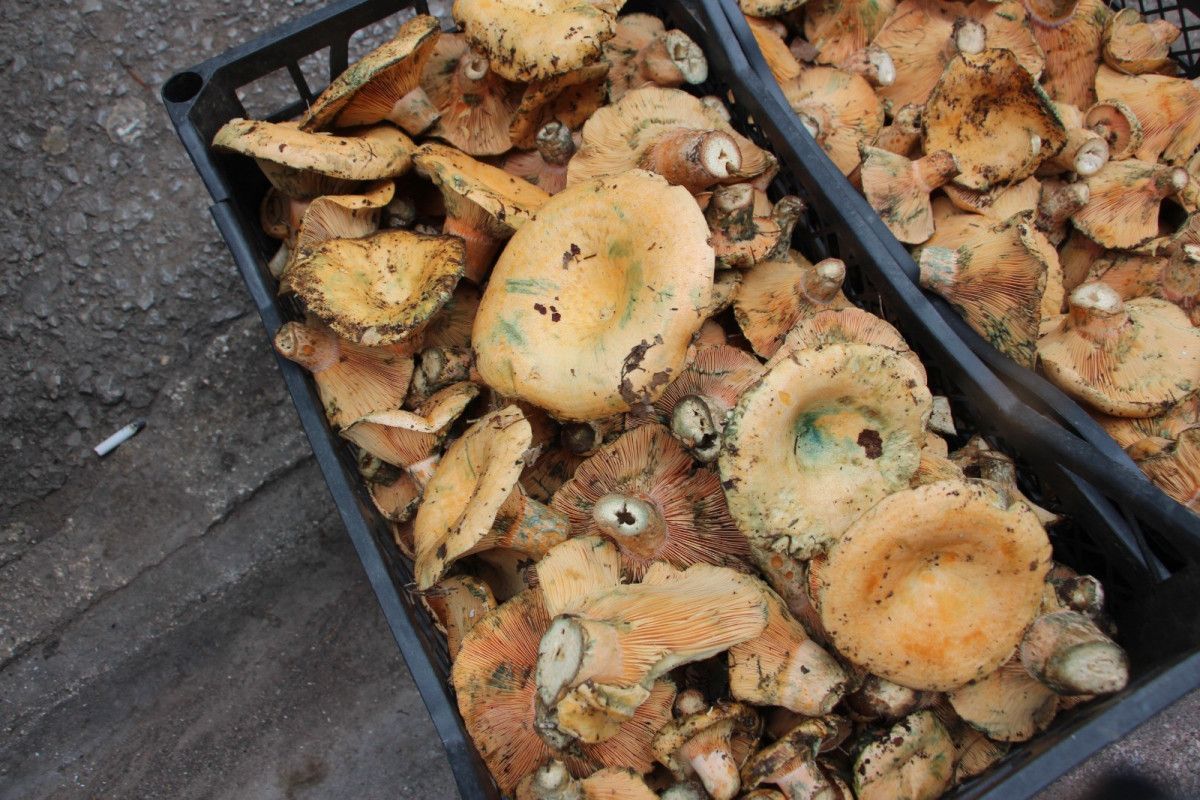 Kumluca'da Çam Mantarı: Doğal Üretim ve Fiyatlarla Yaşayan Geçim Hikayesi