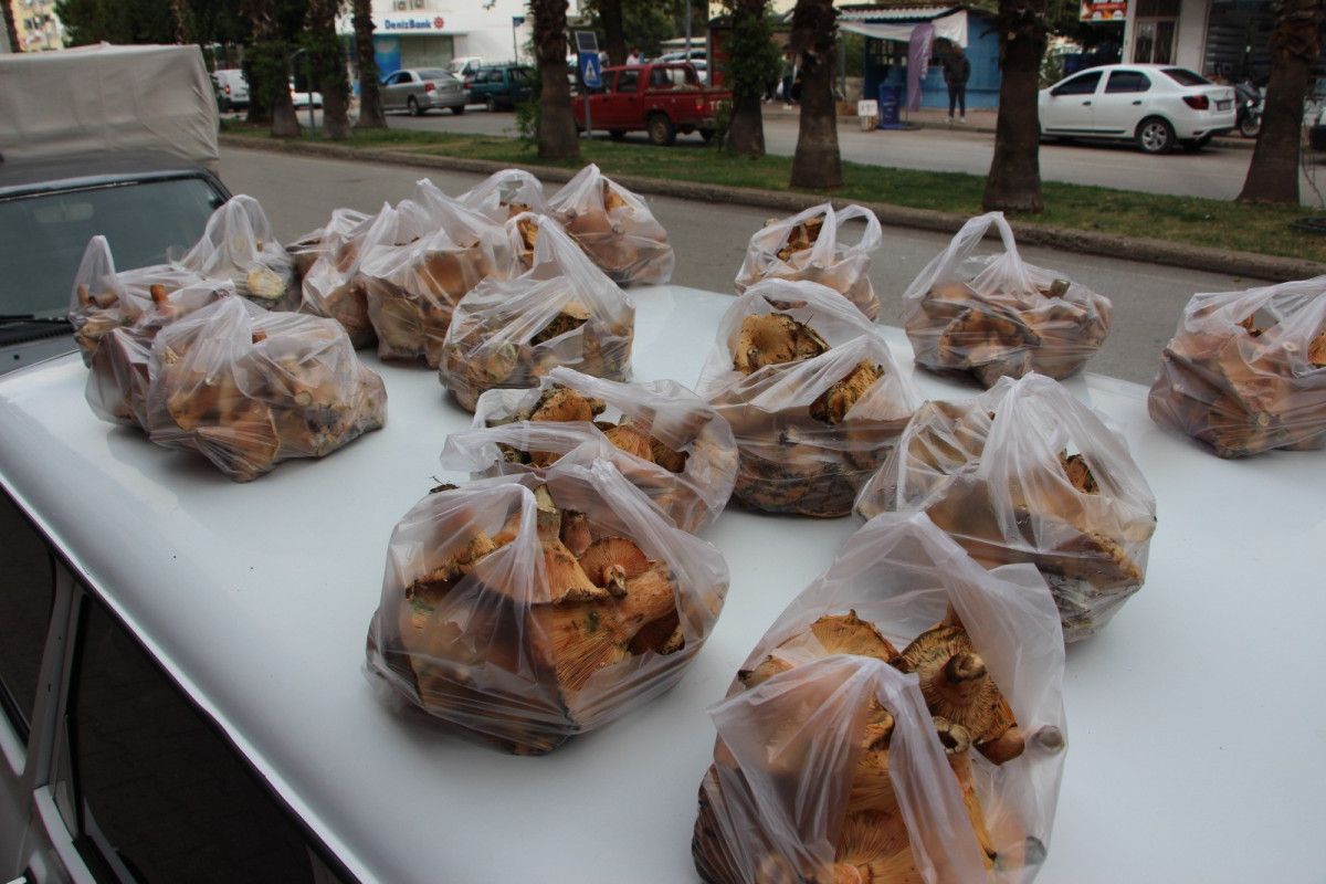 Kumluca'da Çam Mantarı: Doğal Üretim ve Fiyatlarla Yaşayan Geçim Hikayesi